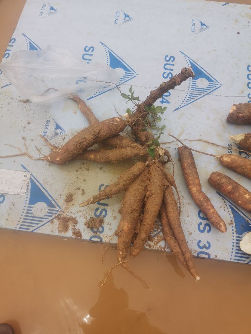 黄肉木薯，，新上市，快快欢迎各大客户咨询