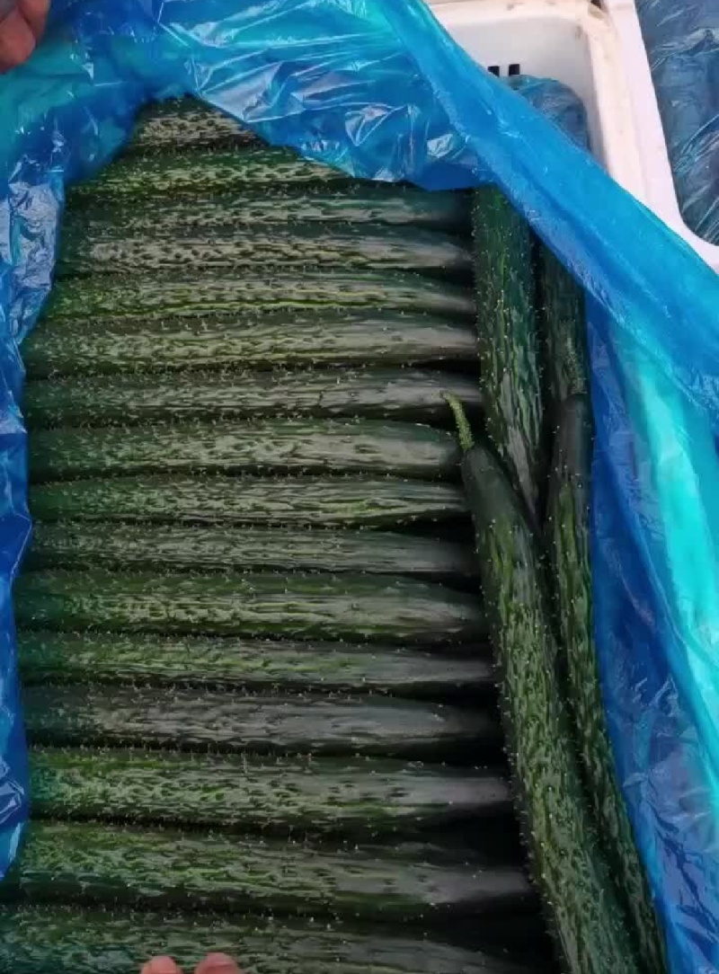 莘县黄瓜