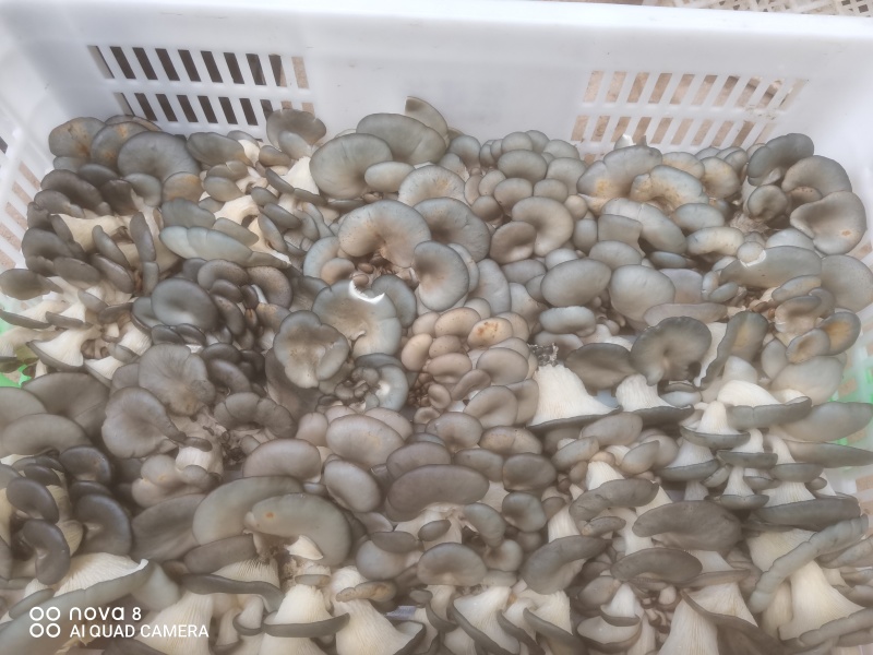 食用菌平菇