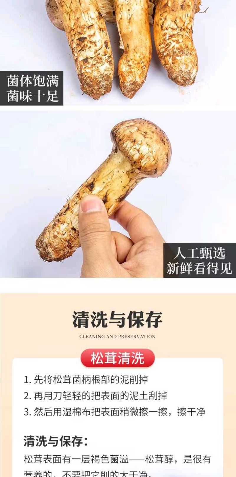 松茸