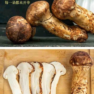 松茸