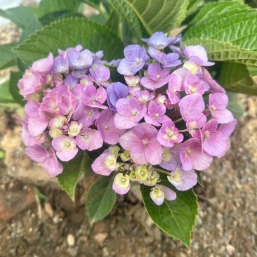 八仙花，花瓣就像密密麻麻的仙女他的颜色就根据土壤的酸碱度