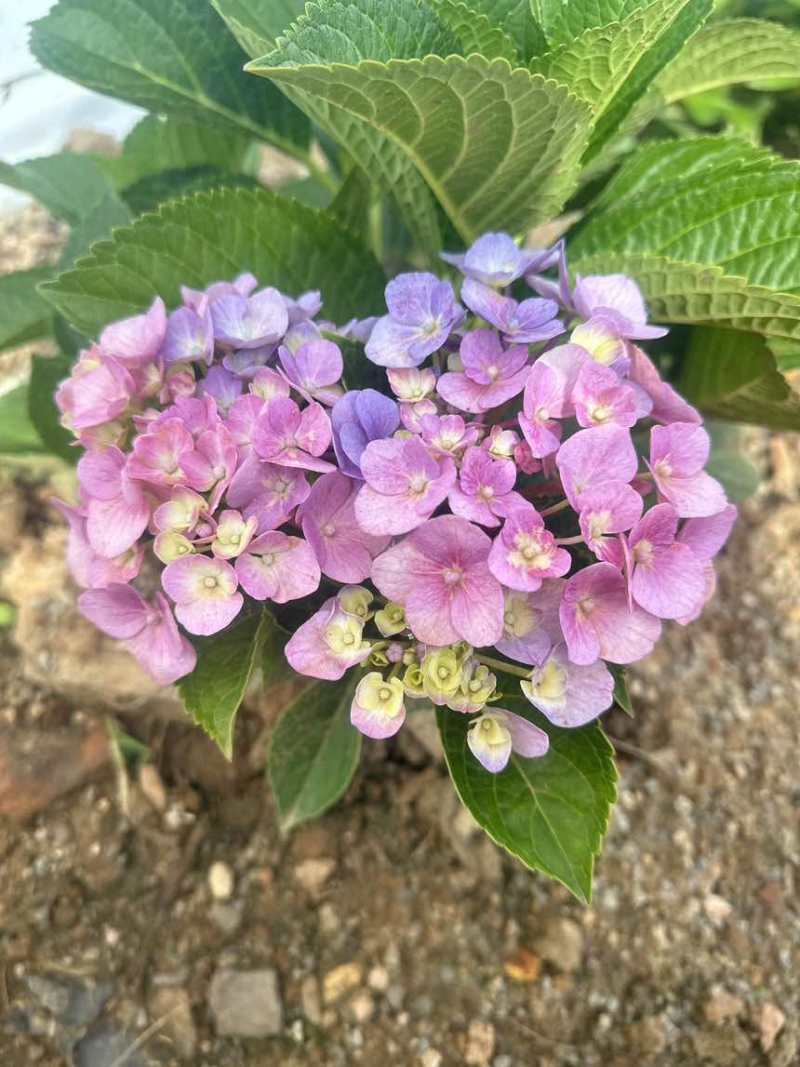 八仙花，花瓣就像密密麻麻的仙女他的颜色就根据土壤的酸碱度