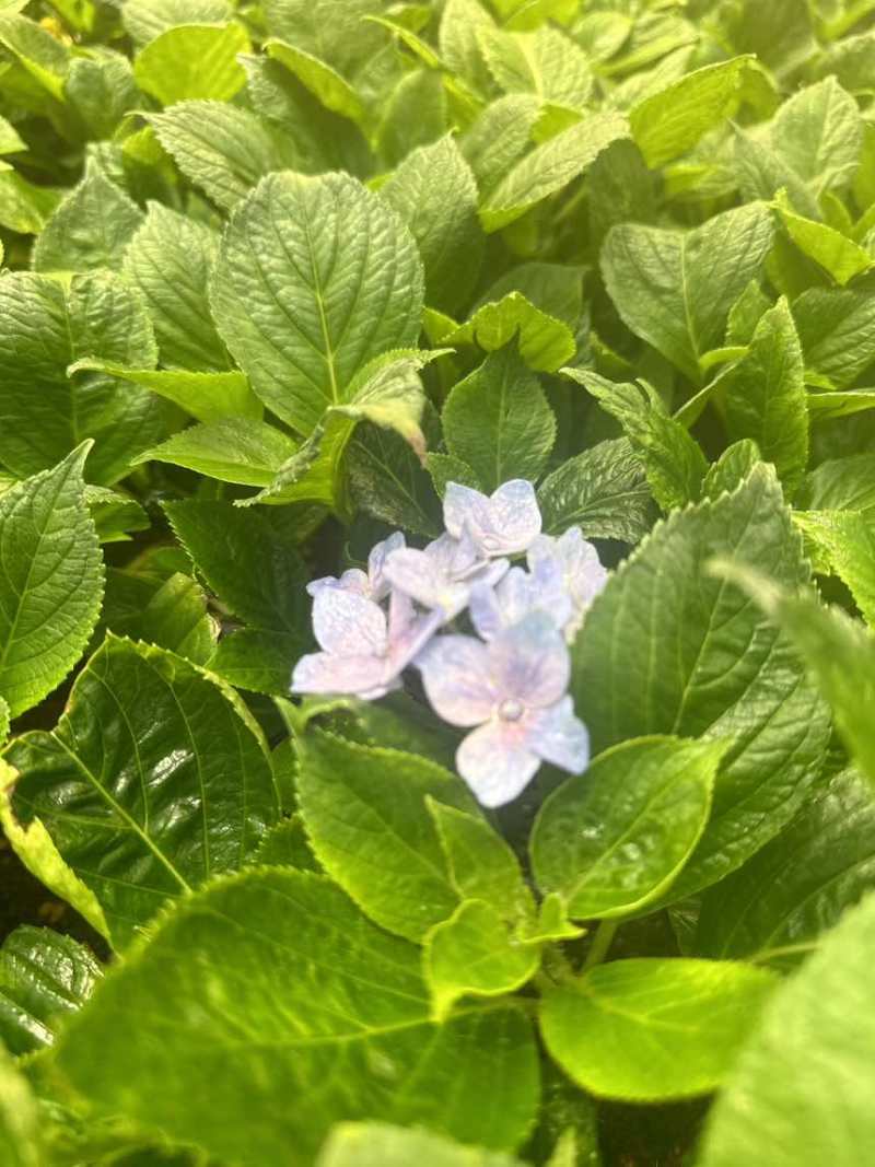 八仙花，花瓣就像密密麻麻的仙女他的颜色就根据土壤的酸碱度