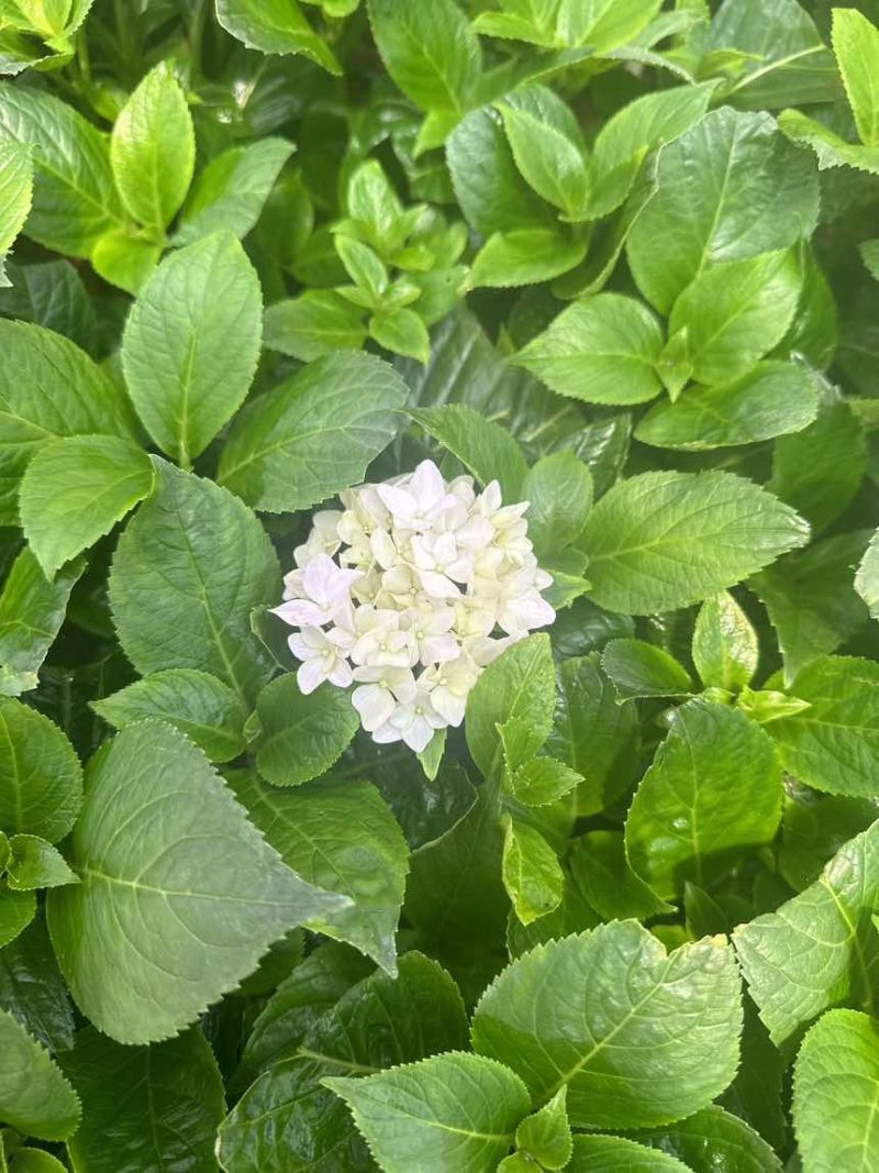 八仙花，花瓣就像密密麻麻的仙女他的颜色就根据土壤的酸碱度