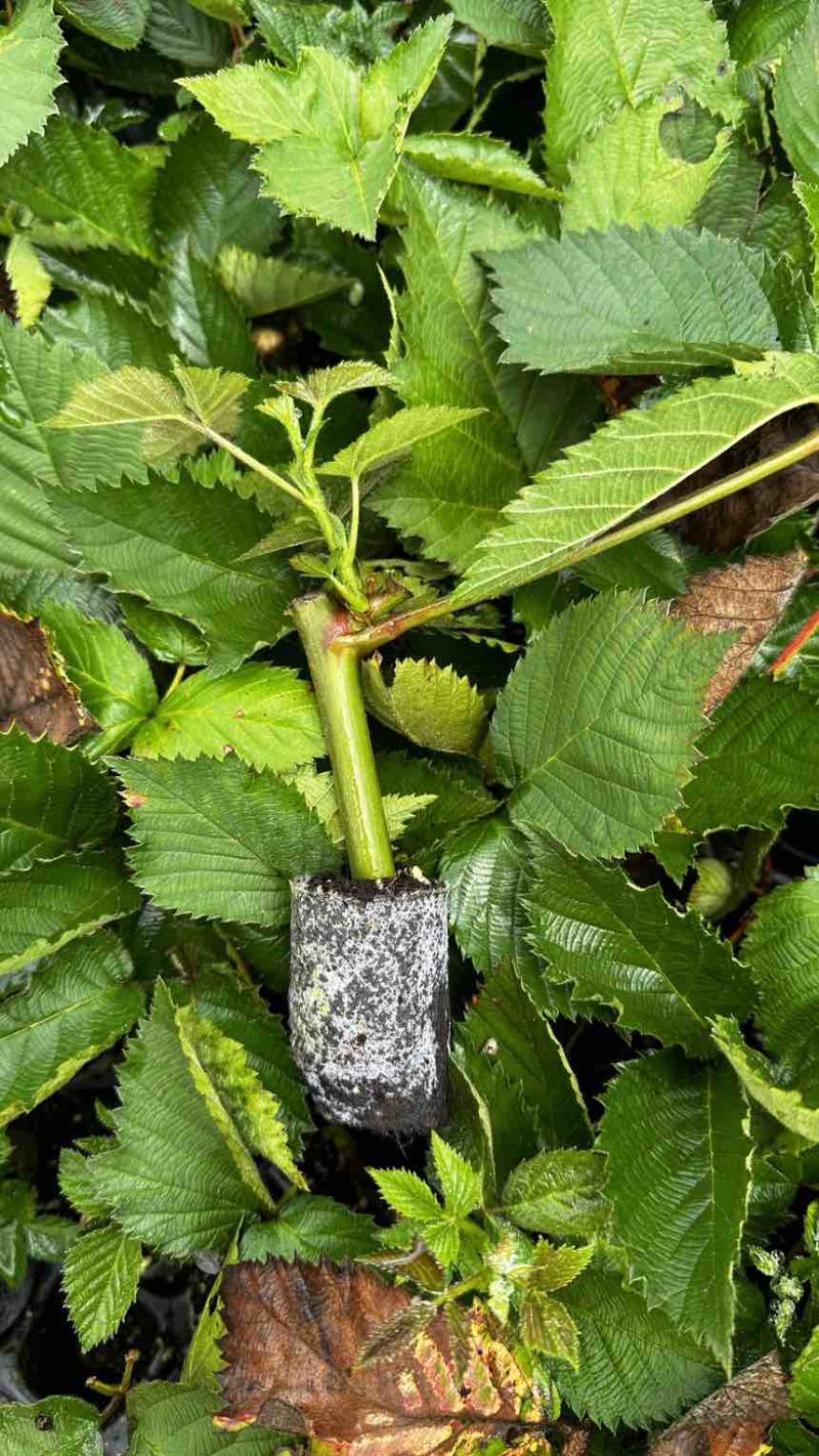 树莓四个月成型半年结果,果子偏黑色味道有点酸酸甜甜的