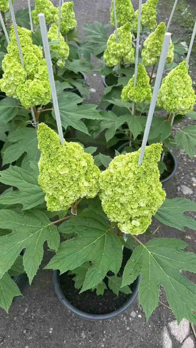 木绣球种植要求喜欢水有圆锥，绣球，香草草莓，欧洲木绣球
