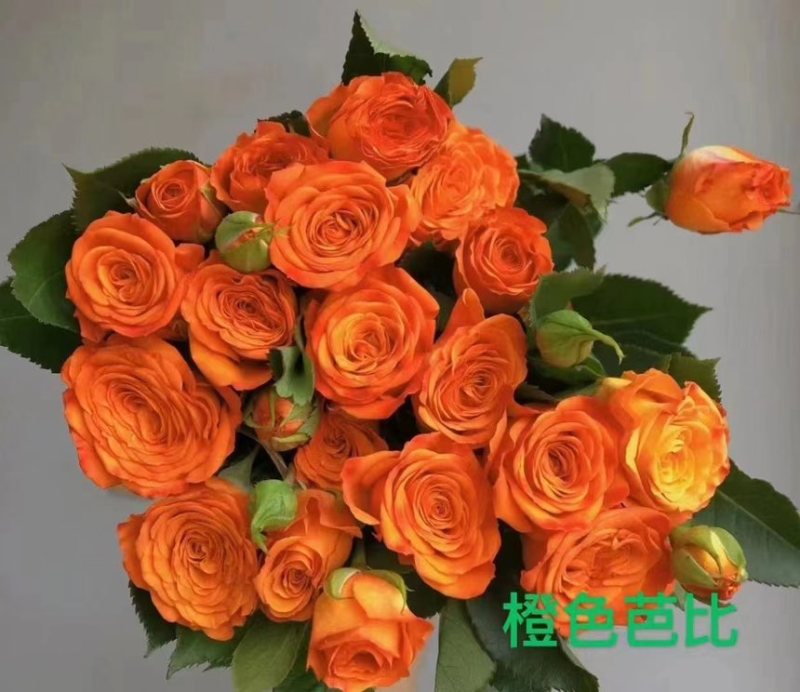 玫瑰每个地方叫法不一样，有叫月季的他的花瓣有大花瓣的，有小花