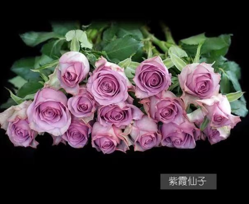 玫瑰每个地方叫法不一样，有叫月季的他的花瓣有大花瓣的，有小花