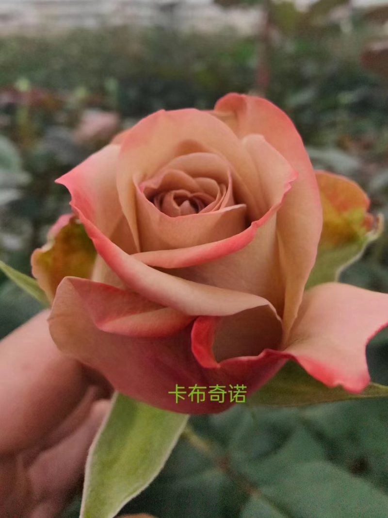 玫瑰每个地方叫法不一样，有叫月季的他的花瓣有大花瓣的，有小花