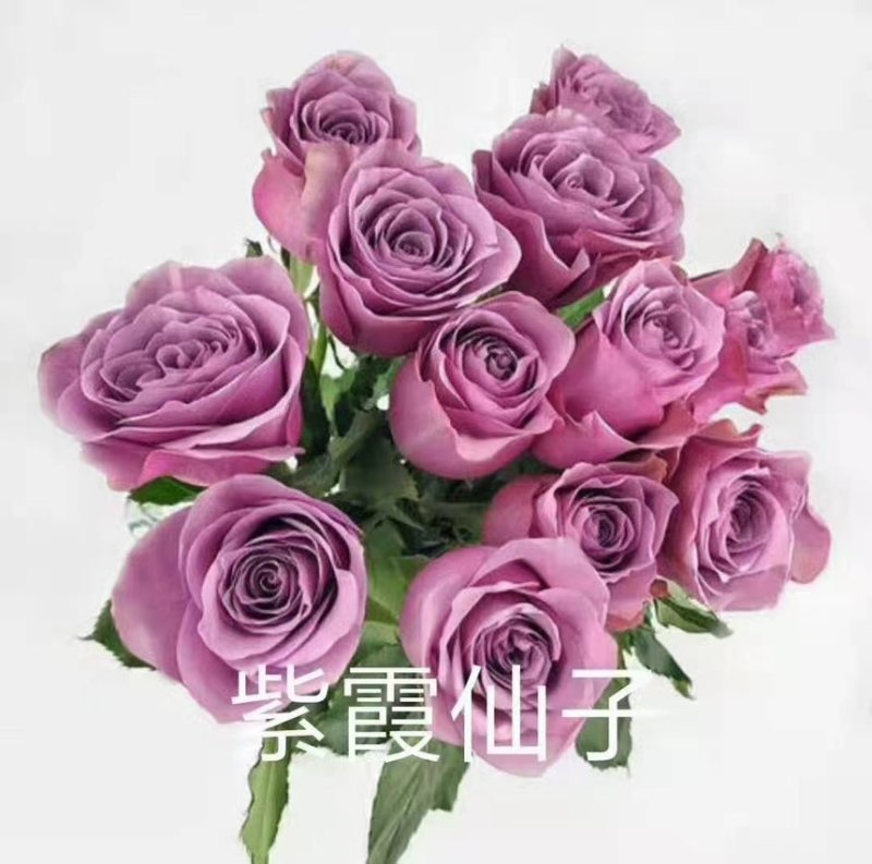 玫瑰每个地方叫法不一样，有叫月季的他的花瓣有大花瓣的，有小花