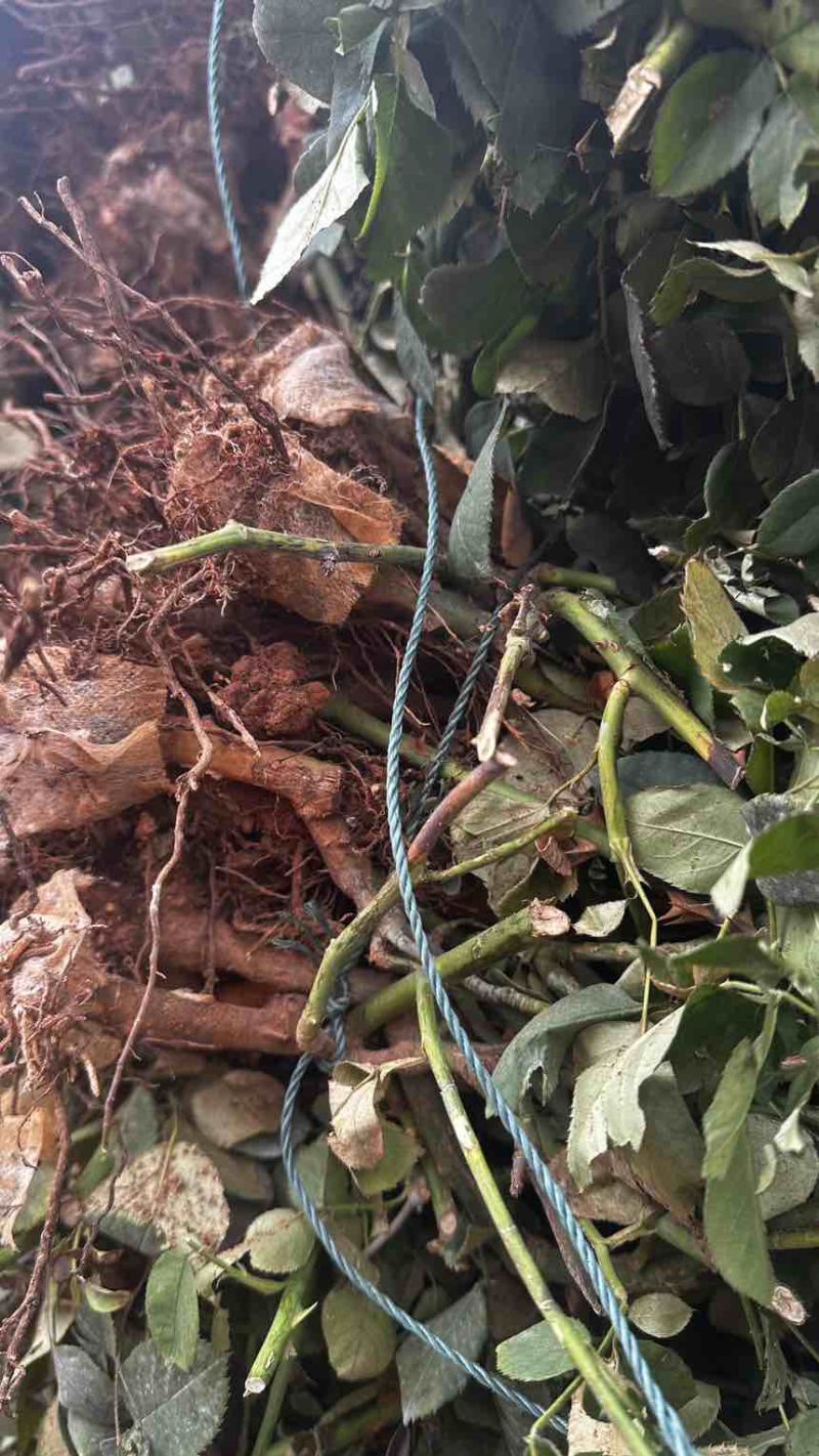 玫瑰老庄急用处工地公园扦插换苗分为几年的老庄都是写现挖先发