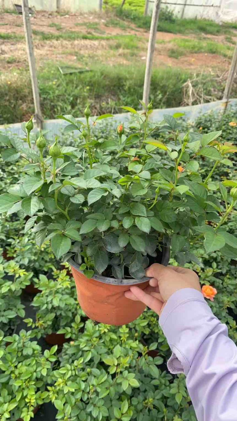 月季分为果汁系列价格便宜藤本月季属于爬行科月季价格偏贵