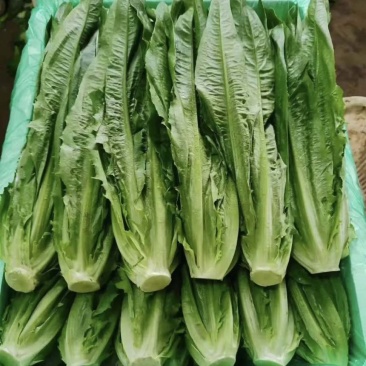 大利，油麦菜