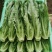 大利，油麦菜