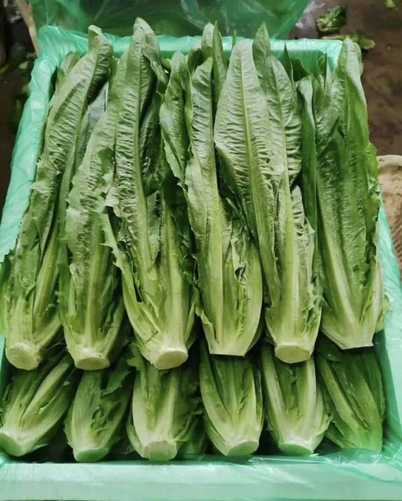 大利，油麦菜