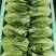 大利，油麦菜