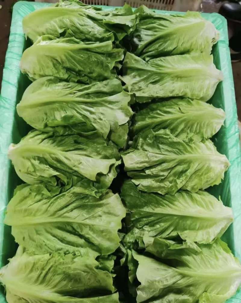 大利，油麦菜