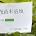珙桐小苗，鸽子花树苗，2024年今冬明春有现货