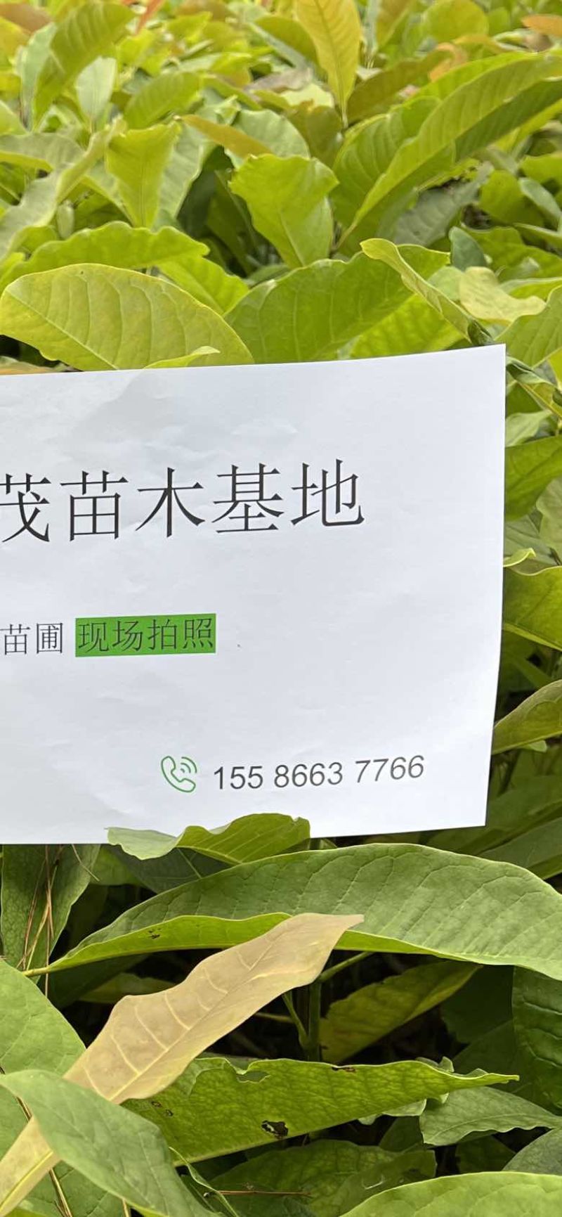 珙桐小苗，鸽子花树苗，2024年今冬明春有现货