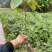 珙桐小苗，鸽子花树苗，2024年今冬明春有现货