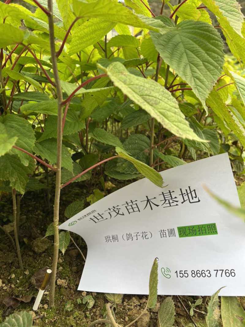 珙桐小苗，鸽子花树苗，2024年今冬明春有现货