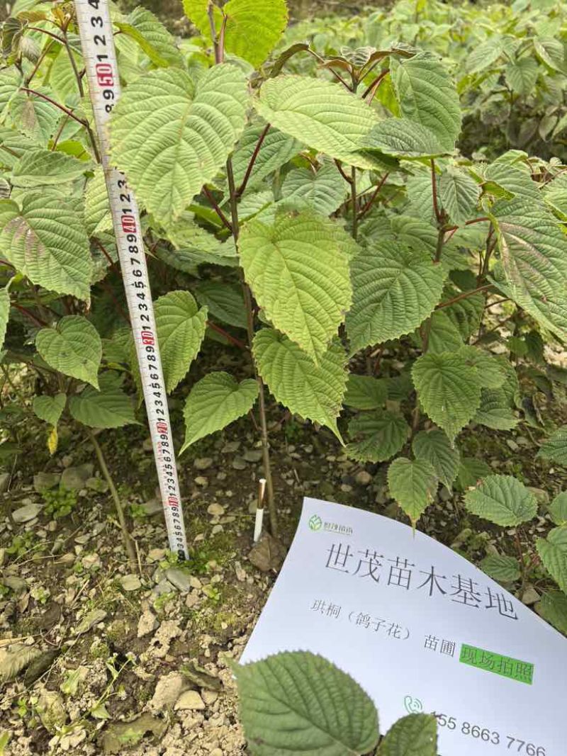 珙桐小苗，鸽子花树苗，2024年今冬明春有现货