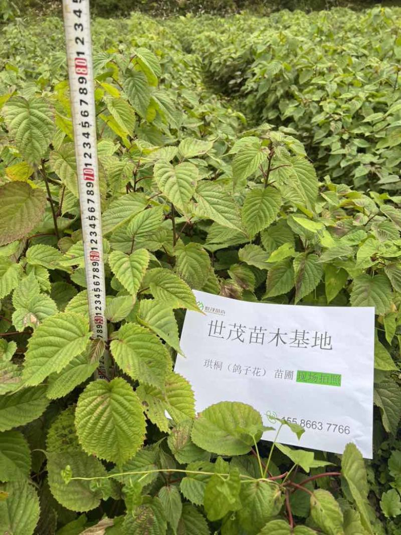 珙桐小苗，鸽子花树苗，2024年今冬明春有现货