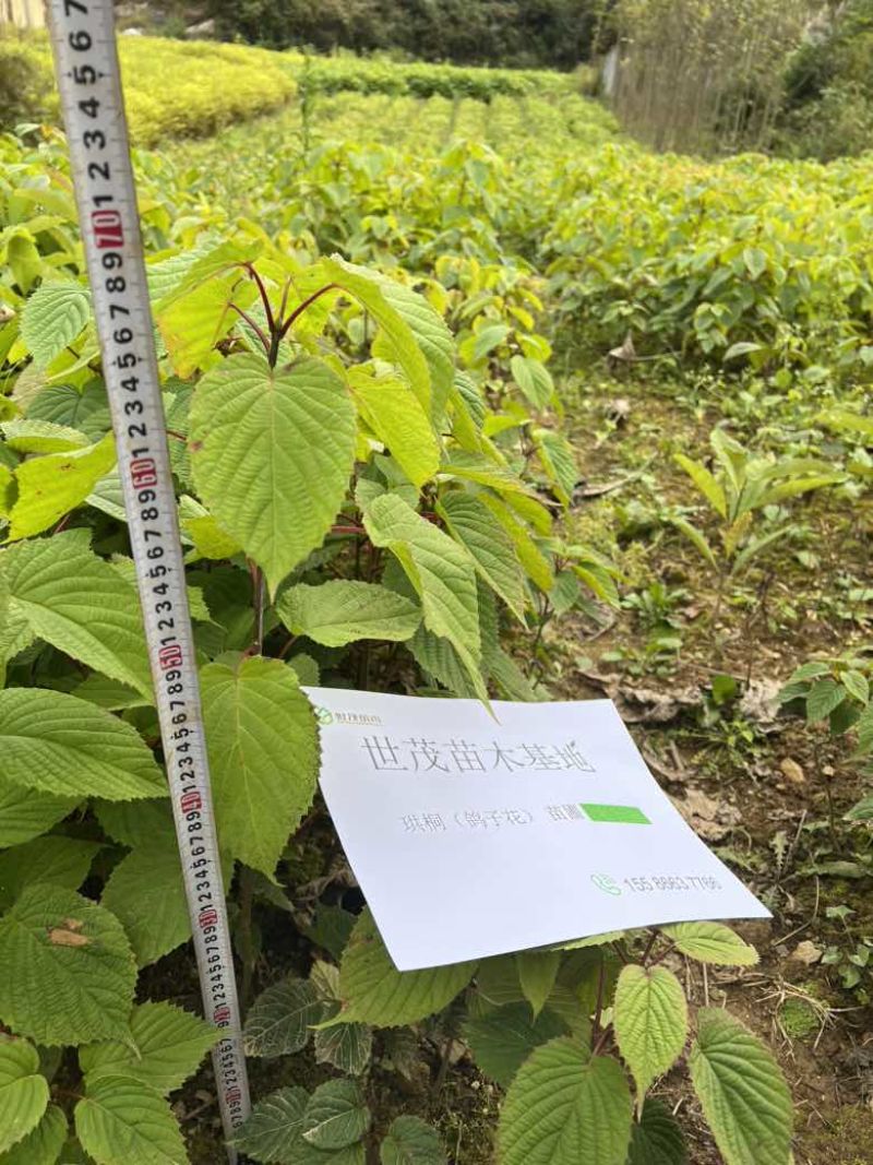 珙桐小苗，鸽子花树苗，2024年今冬明春有现货