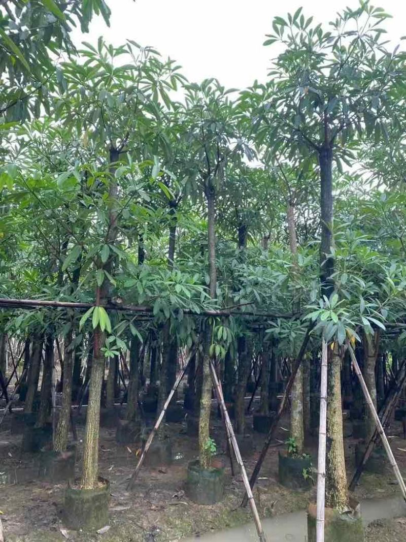 盆架子5-18分低价出售