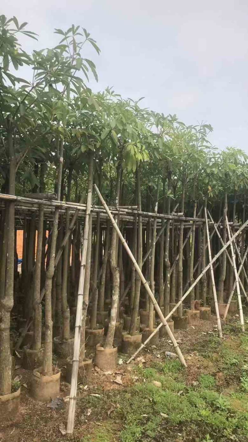 盆架子5-18分低价出售