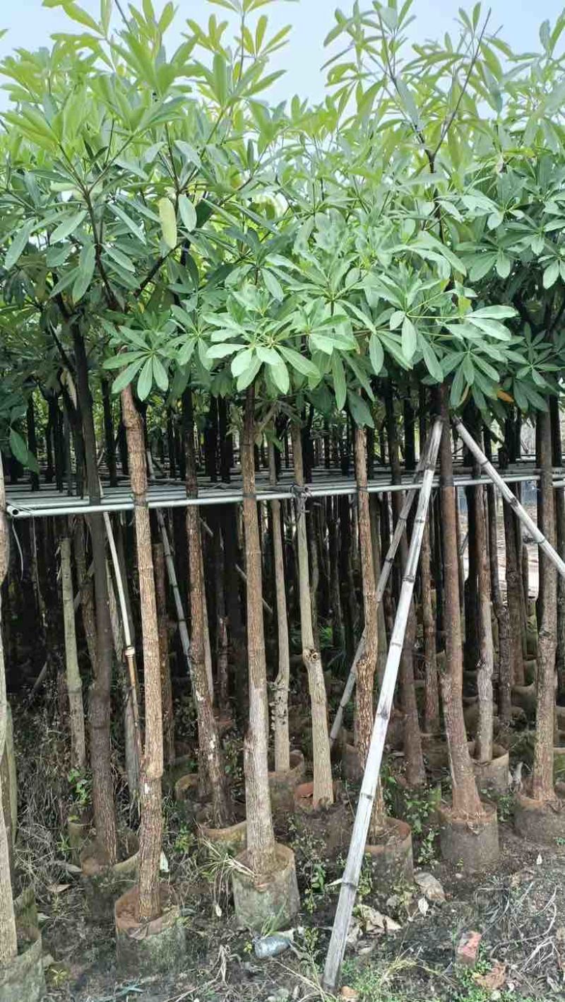 盆架子5-18分低价出售