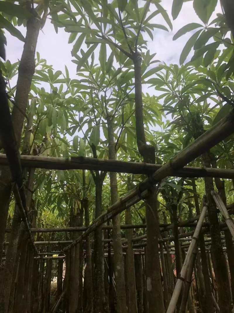盆架子5-18分低价出售