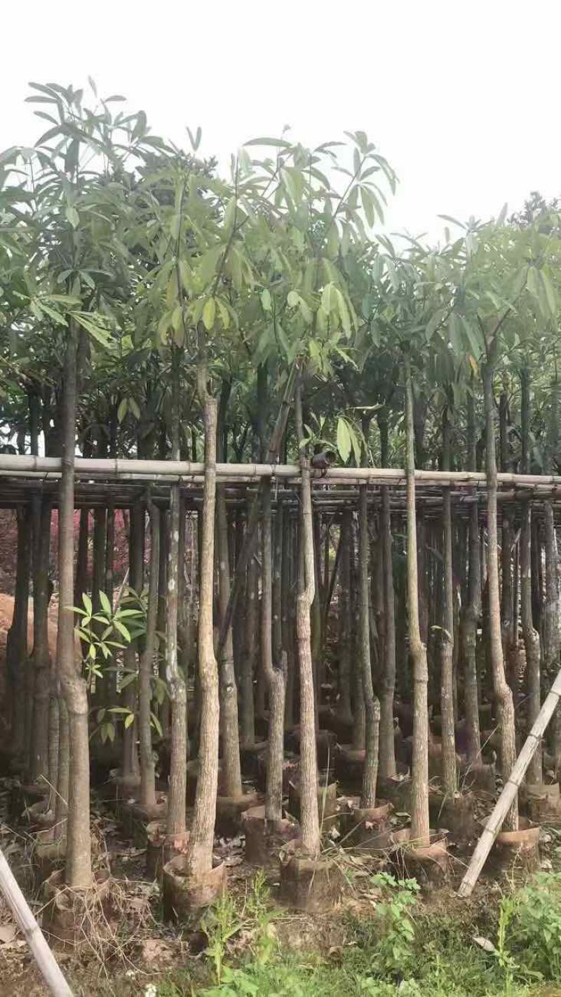 盆架子5-18分低价出售