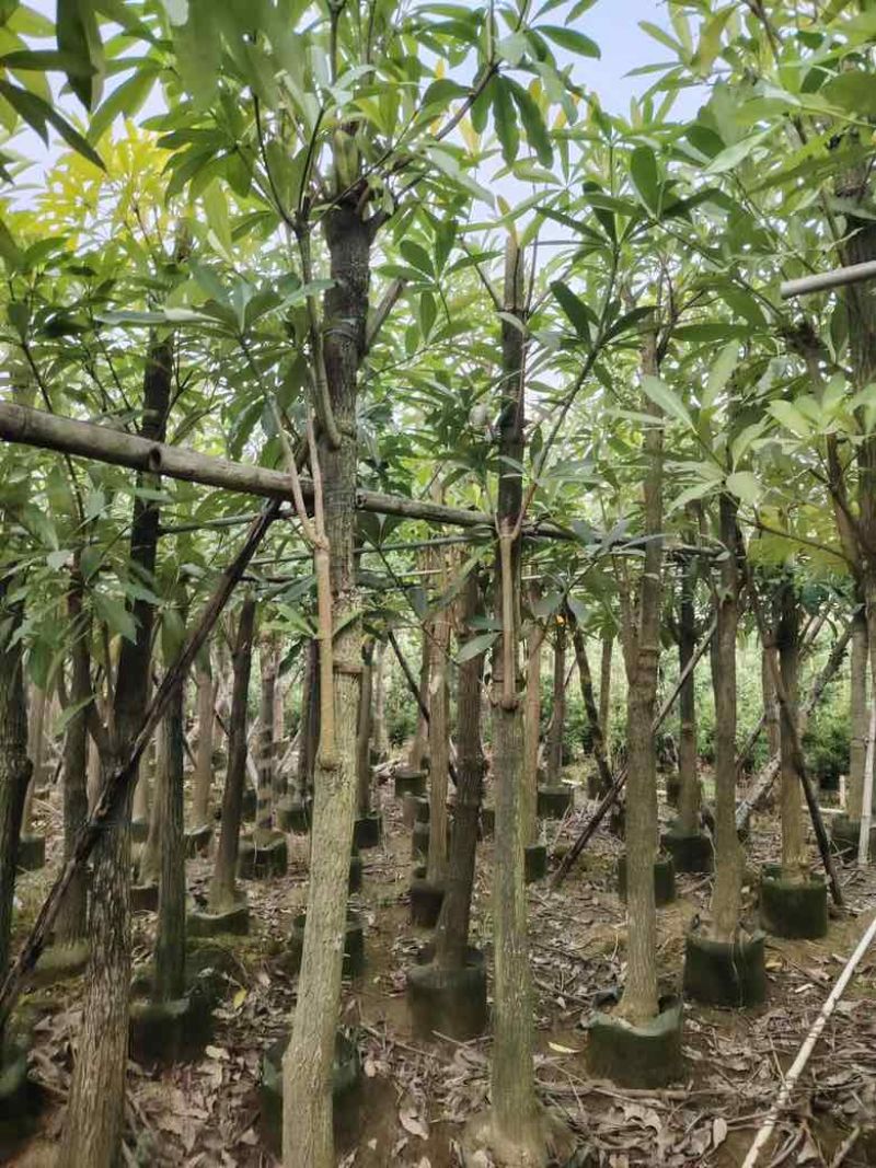 盆架子5-18分低价出售