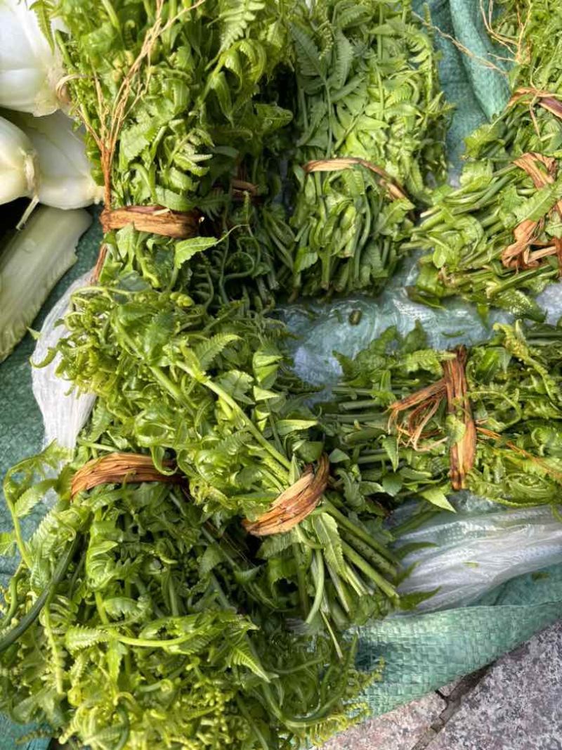 云南水蕨菜，依然是主角。