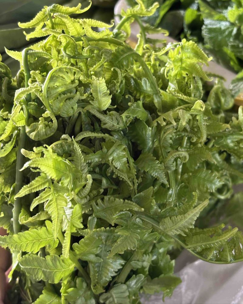 云南水蕨菜，依然是主角。