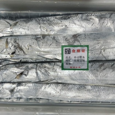 舟山小眼睛带鱼