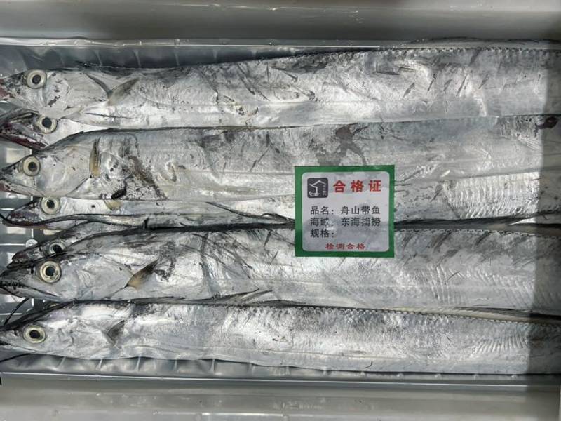 舟山小眼睛带鱼