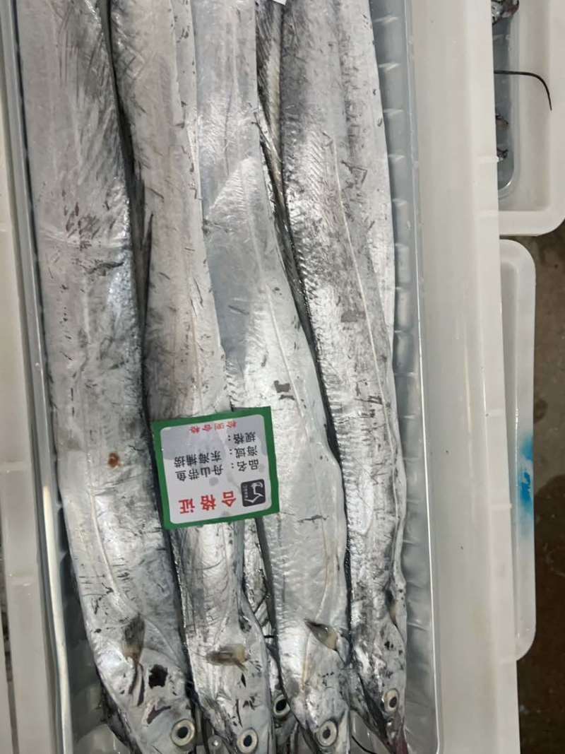 舟山小眼睛带鱼