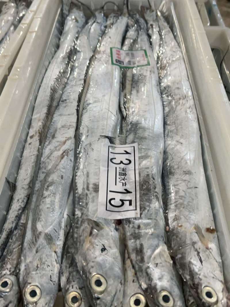 舟山小眼睛带鱼