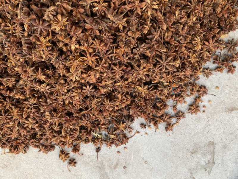 新摘水烫大红八角，味道香浓，中等个头。