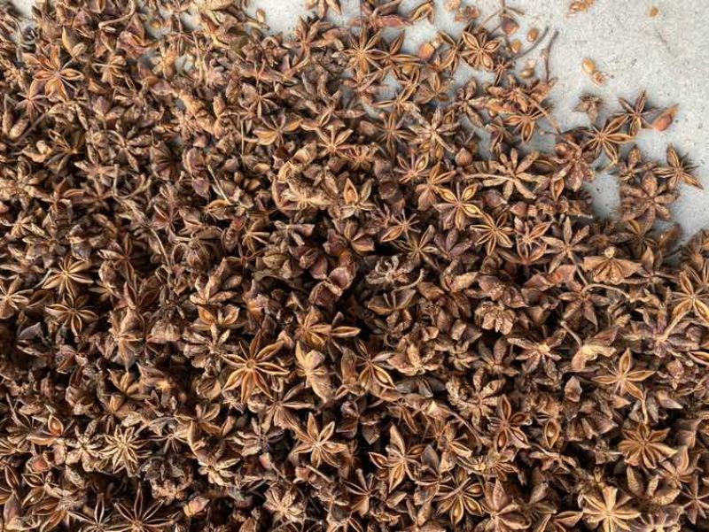 新摘水烫大红八角，味道香浓，中等个头。