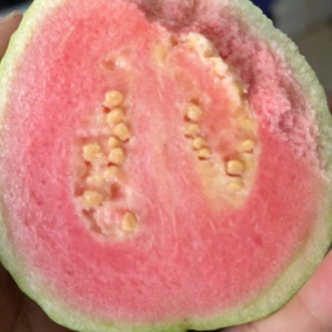 红心白心番石榴大出货