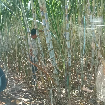 青皮甘蔗00236，广西精品甘蔗，基地现货供应，诚信代发