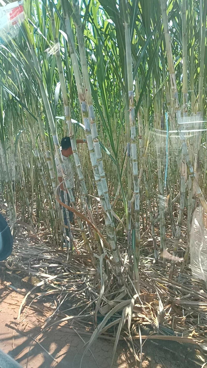 青皮甘蔗00236，广西精品甘蔗，基地现货供应，诚信代发