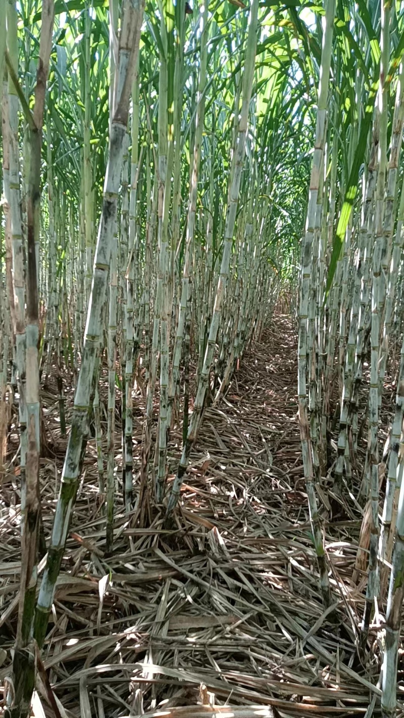 青皮甘蔗00236，广西精品甘蔗，基地现货供应，诚信代发