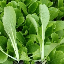 大白菜苗（金六117）