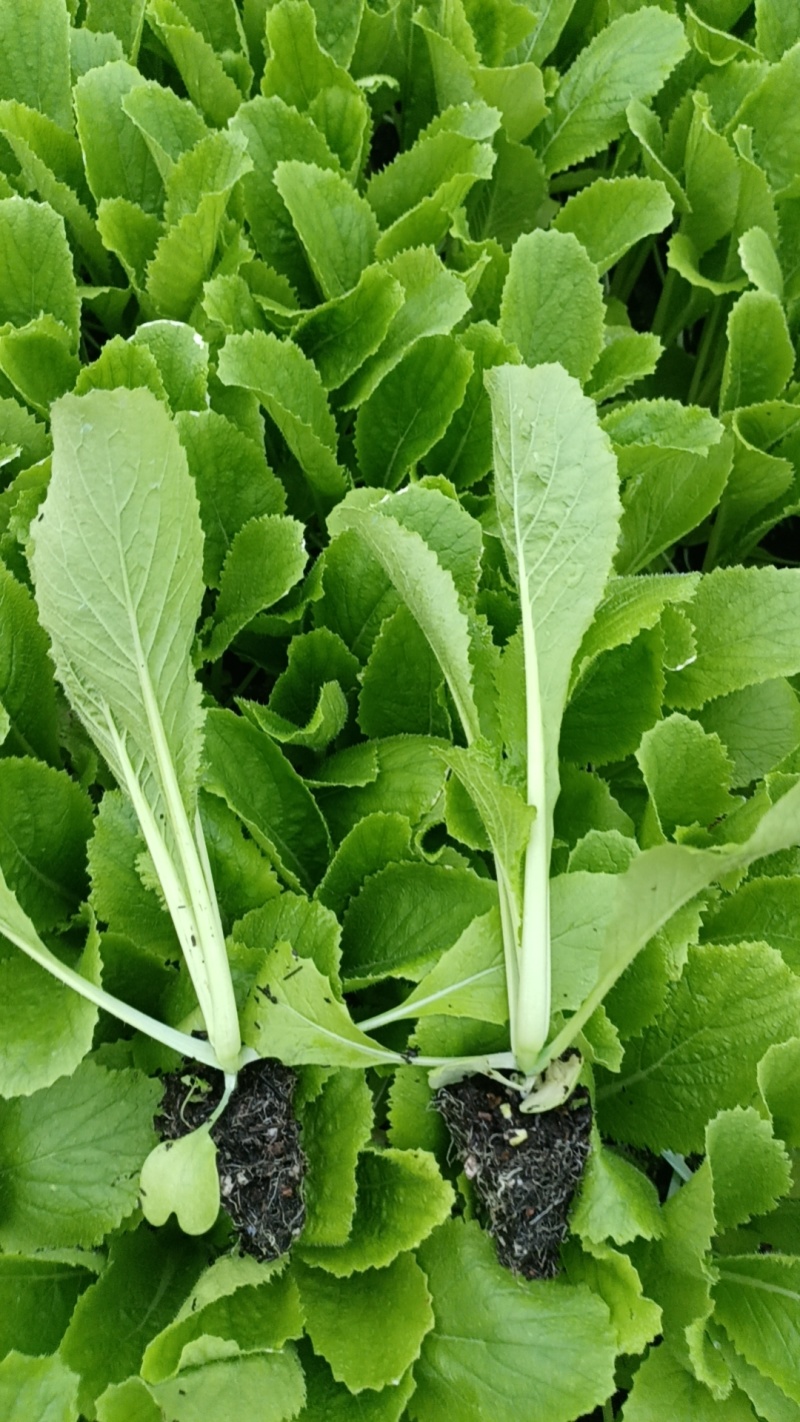 大白菜苗（金六117）