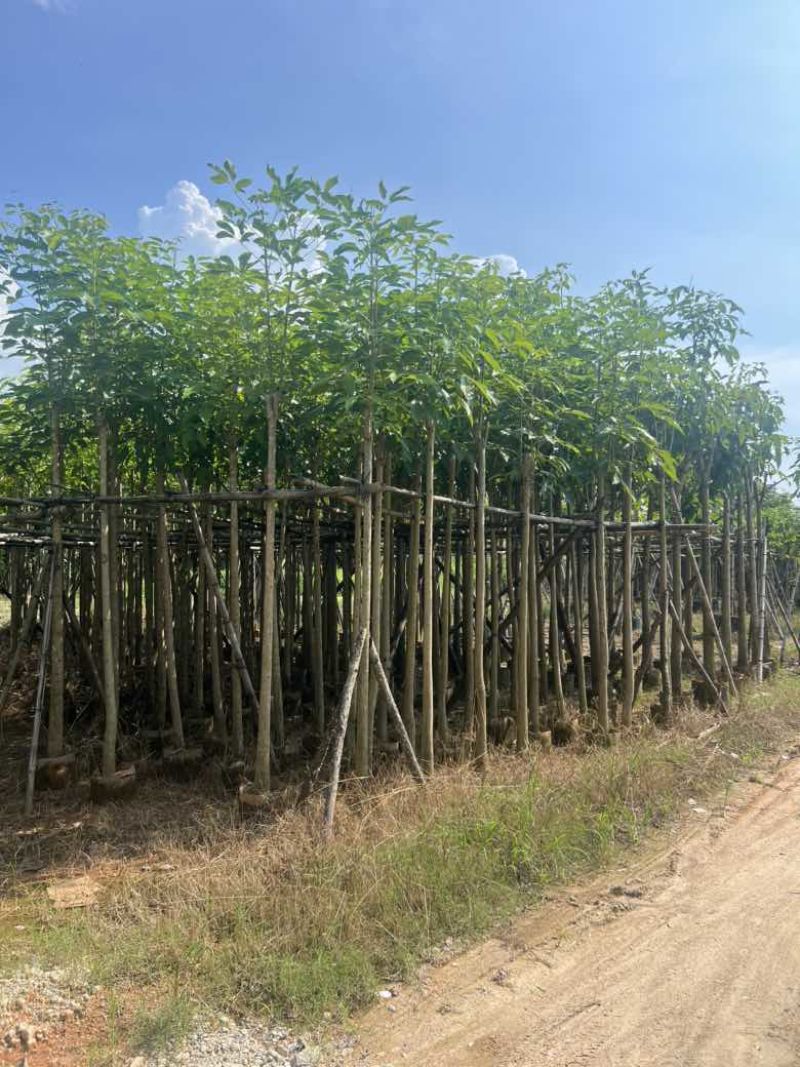 红花风铃木3-15分低价出售